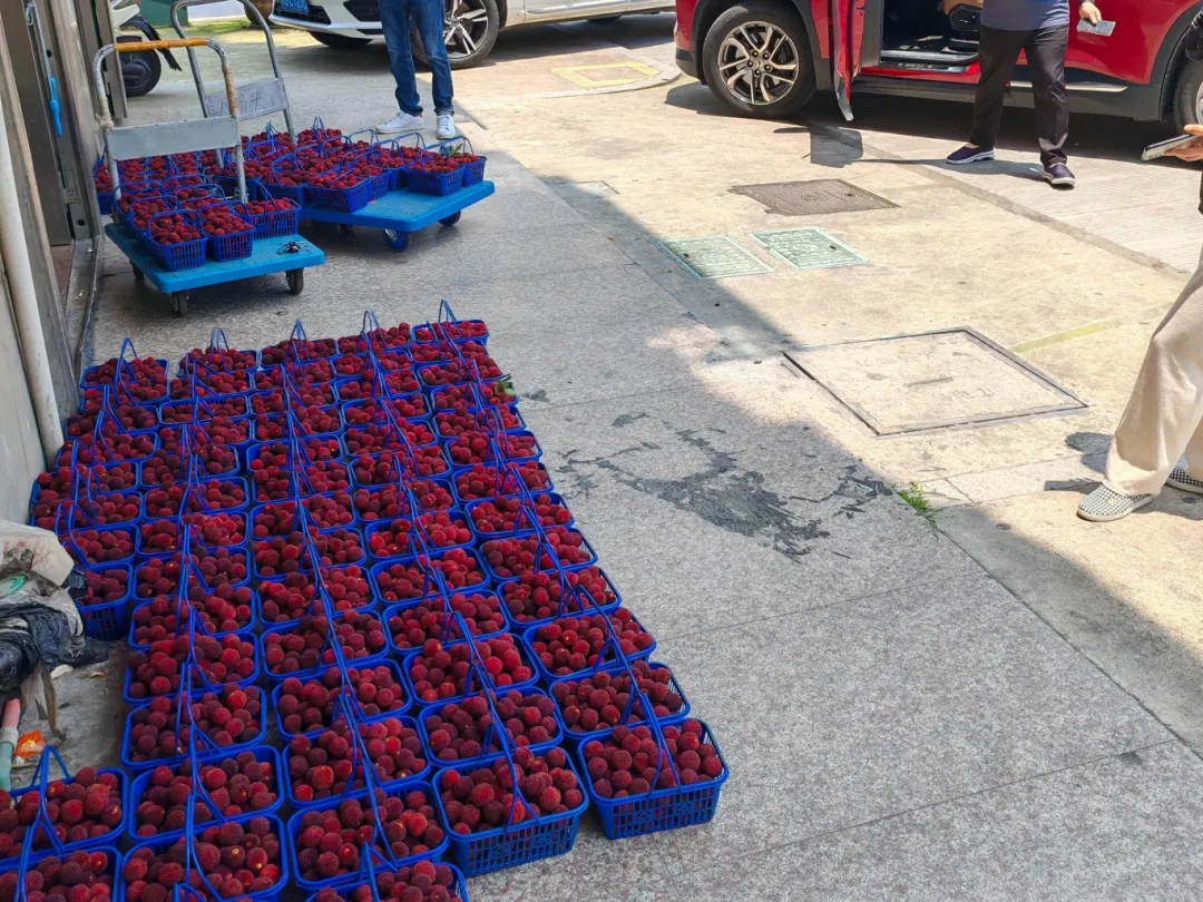 同心共富丨杨梅滞销果农愁 民建爱心解难题