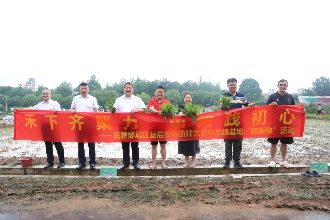民建婺城区基层委举办“禾下齐聚力，田间践初心”趣味插秧活动